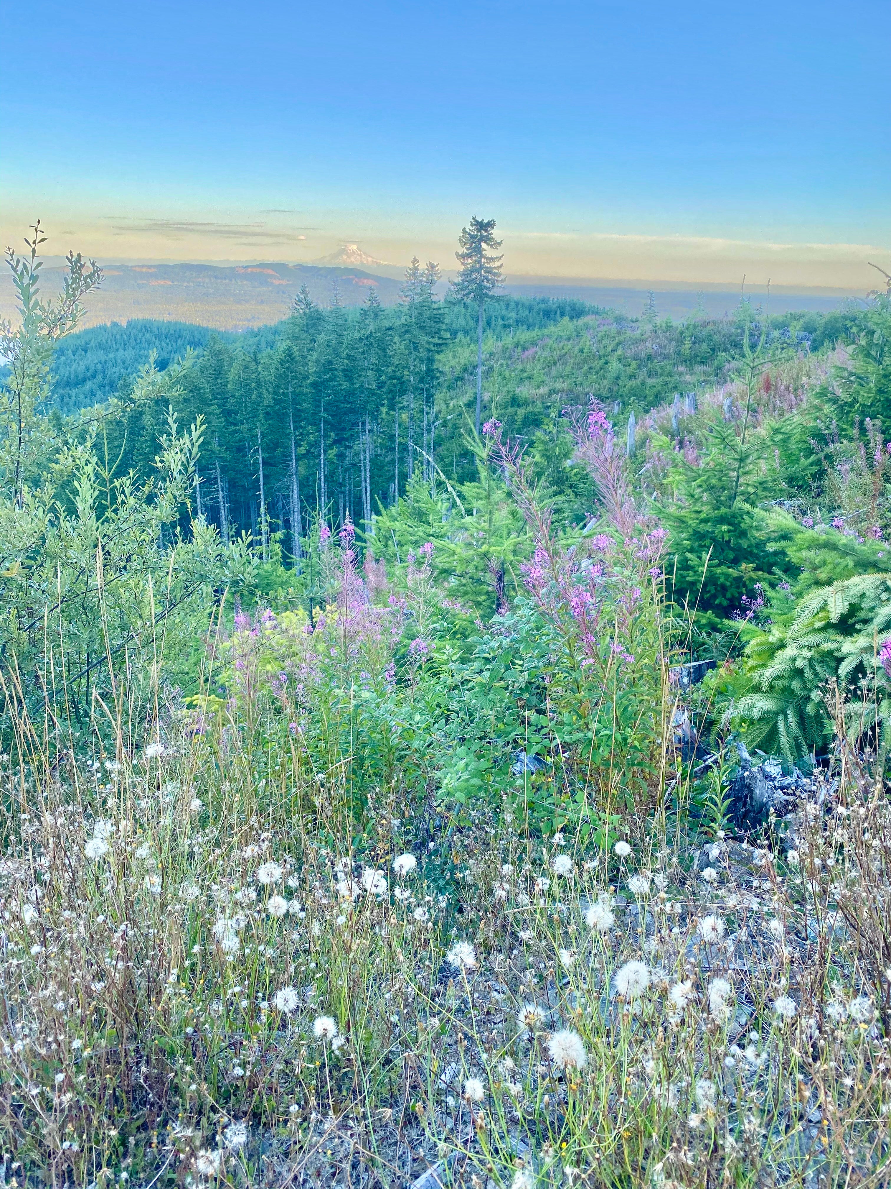Wildflower Mountains Image